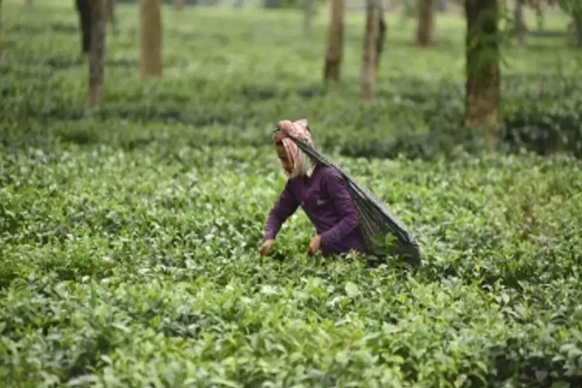 Sri Lankan के राष्ट्रपति ने सीलोन चाय ब्रांड को बढ़ावा देने की आवश्यकता पर दिया जोर