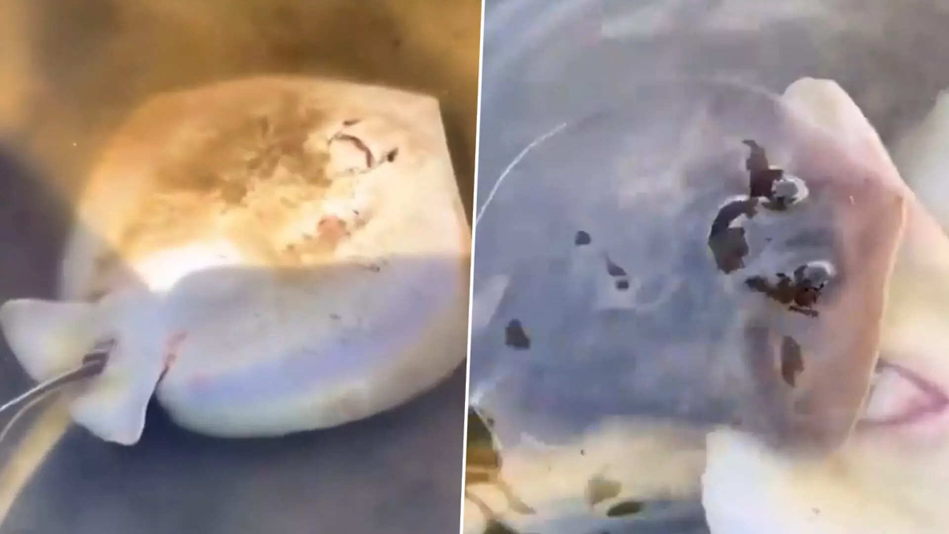 Viral Video: बच्चे को जन्म देती इस मछली का वीडियो हुआ वायरल