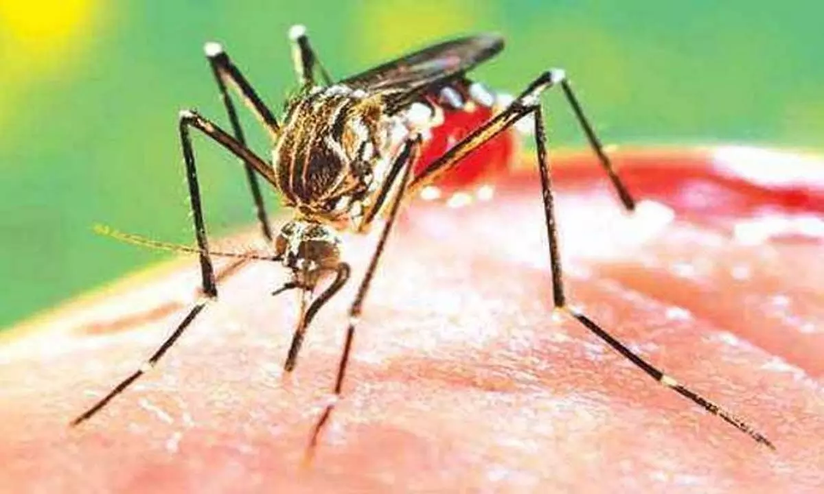 HARYANA: गुरुग्राम में डेंगू का एक और मामला सामने आया