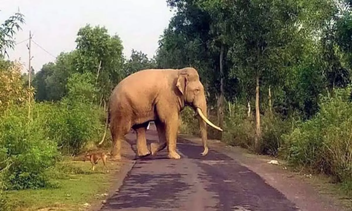 Tamil Nadu: जंगली हाथी के हमले में दो लोग घायल