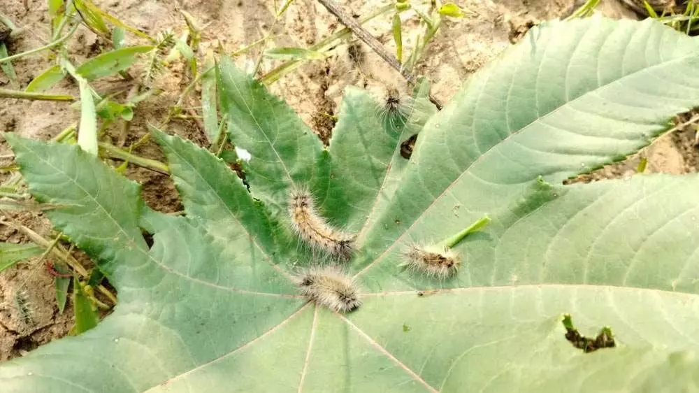Gujarat : पालनपुर में बारिश के बाद खेतों में कतरा कीट का प्रकोप