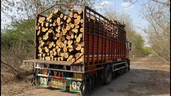 NOIDA: एनजीटी ने सूरजपुर फैक्ट्री में पेड़ों की कटाई का संज्ञान लिया