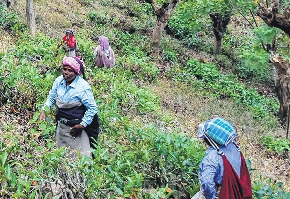 Tamil Nadu : एनएचआरसी ने मंजोलाई चाय बागान के श्रमिकों को पहाड़ियों से मैदानी इलाकों में स्थानांतरित करने के मामले में मामला दर्ज किया