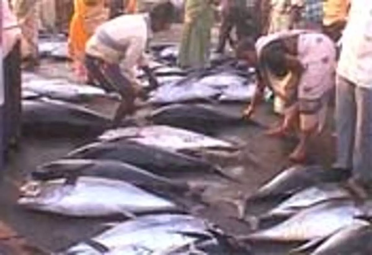 Andhra : केंद्रीय बजट प्रस्तावों से समुद्री खाद्य निर्यात को बढ़ावा मिलेगा, एमपीईडीए ने कहा