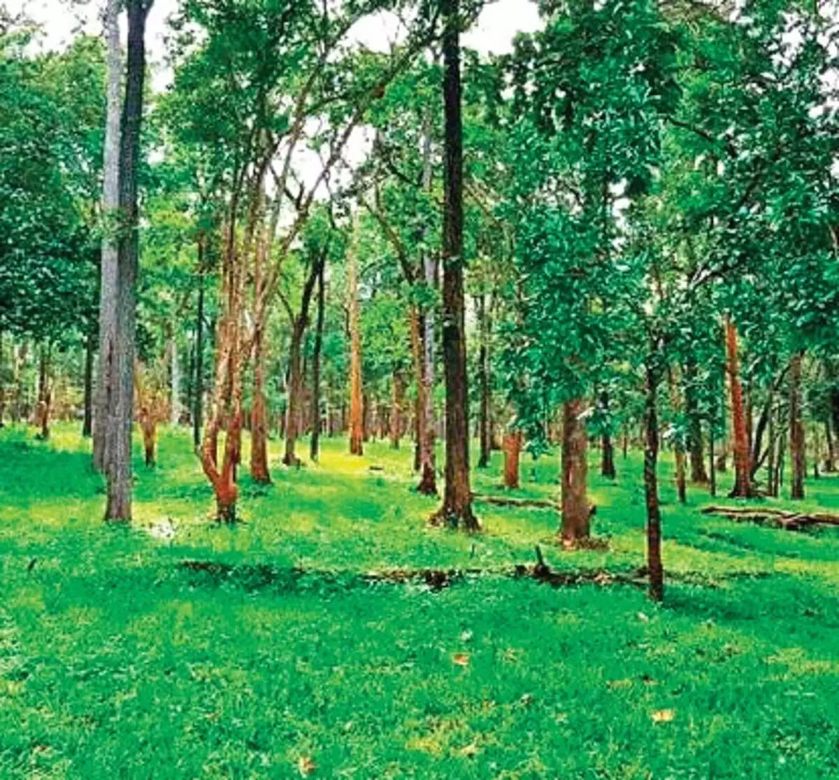Telangana ने पर्यावरण और वन विभाग के लिए 1,064 करोड़ रुपये मंजूर किए