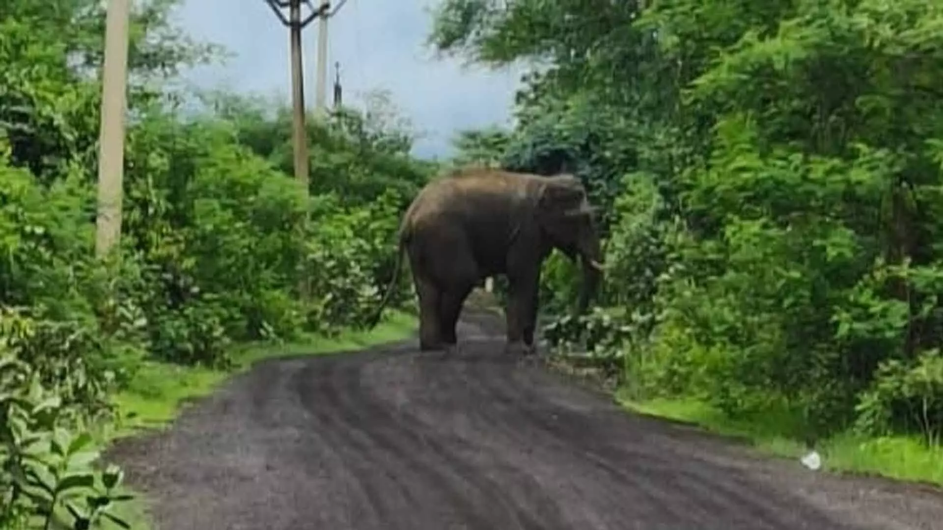 Odisha: हाथियों के अलग-अलग हमलों में 2 की मौत