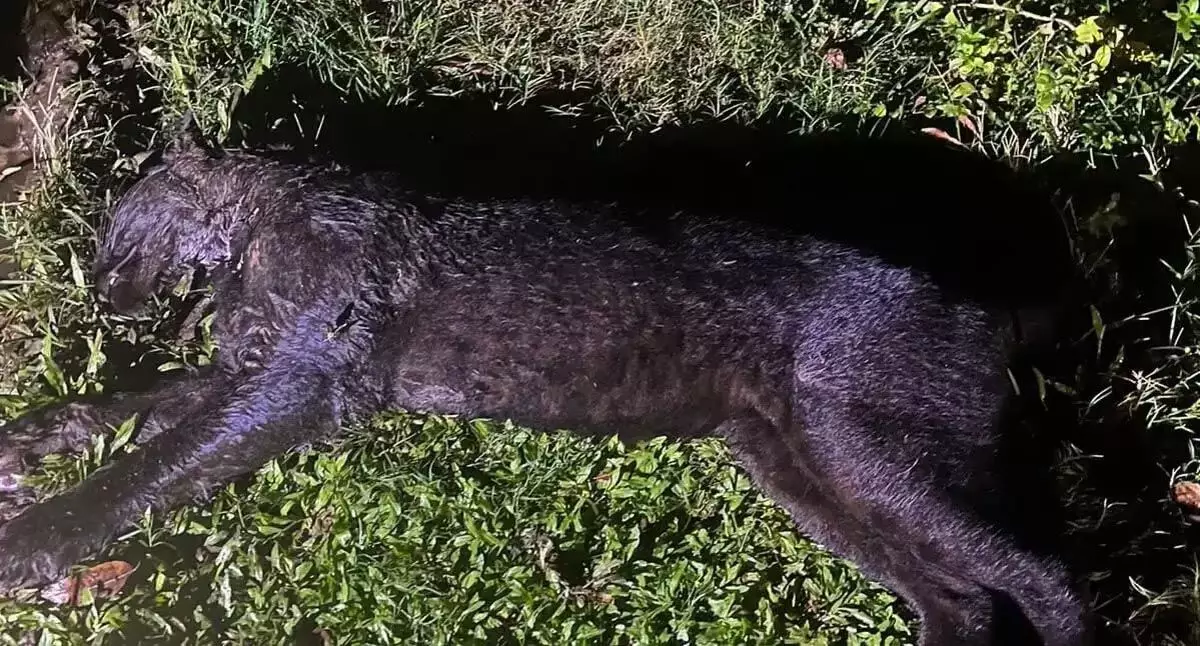 Assam : मानस राष्ट्रीय उद्यान के पास काला तेंदुआ मृत पाया गया