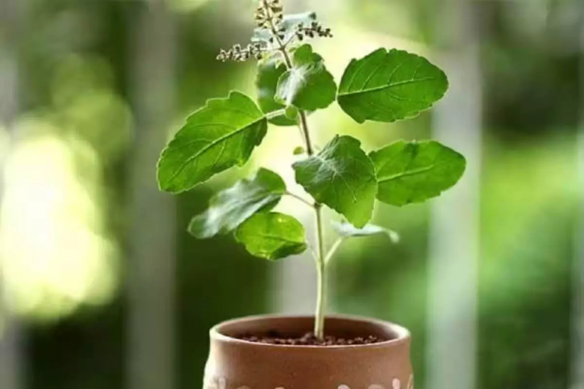 Religion Desk : घर पर है तुलसी का पौधा जान ले जरुरी बात