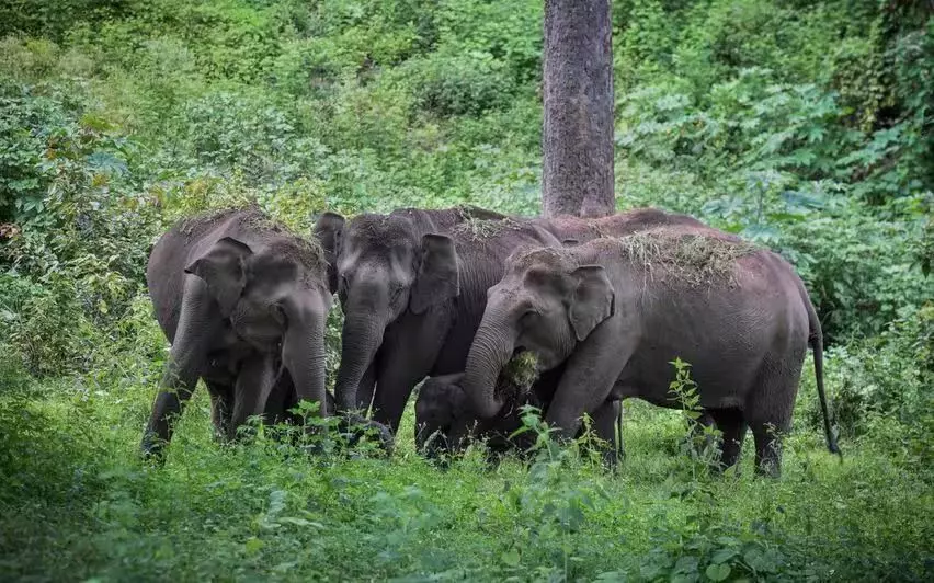 Kerala में पिछले पांच वर्षों में मानव-हाथी संघर्ष में 124 मौतें हुईं