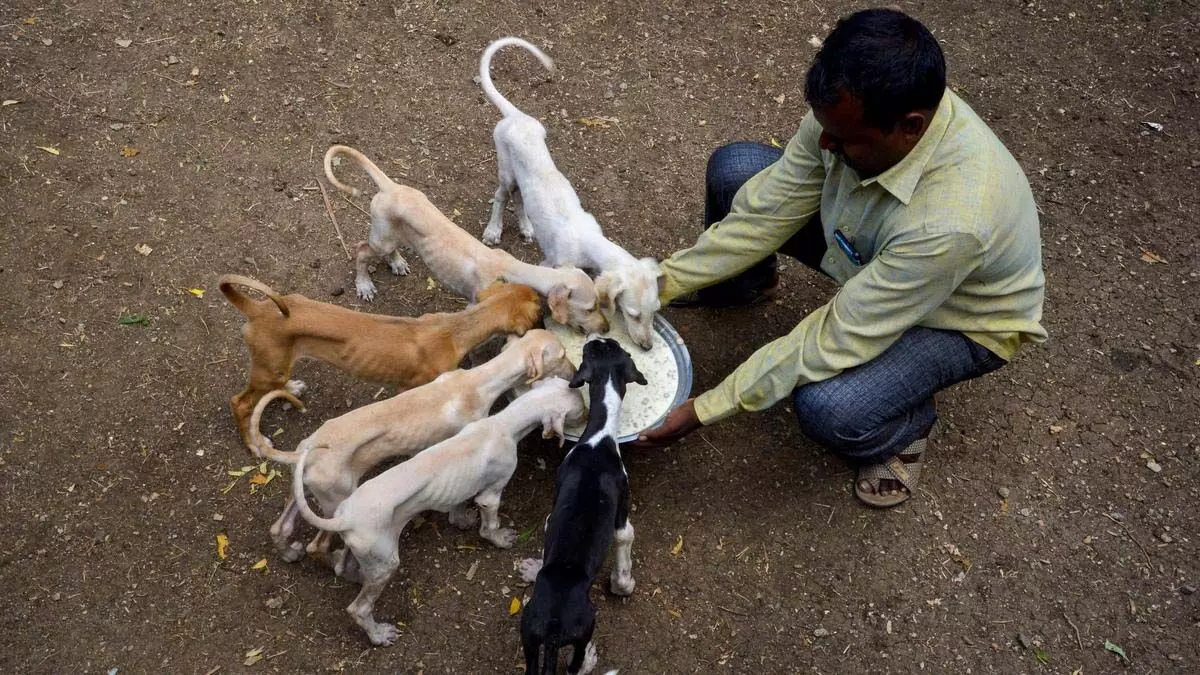 Bengaluru: पशुओं को खिलाने के लिए नए दिशानिर्देश जारी किए