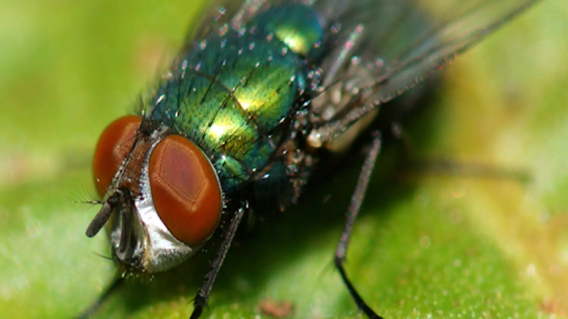 China: चेहरे पर बैठी मक्खी को मारना पड़ा भारी, शख्स ने खो दी आंख