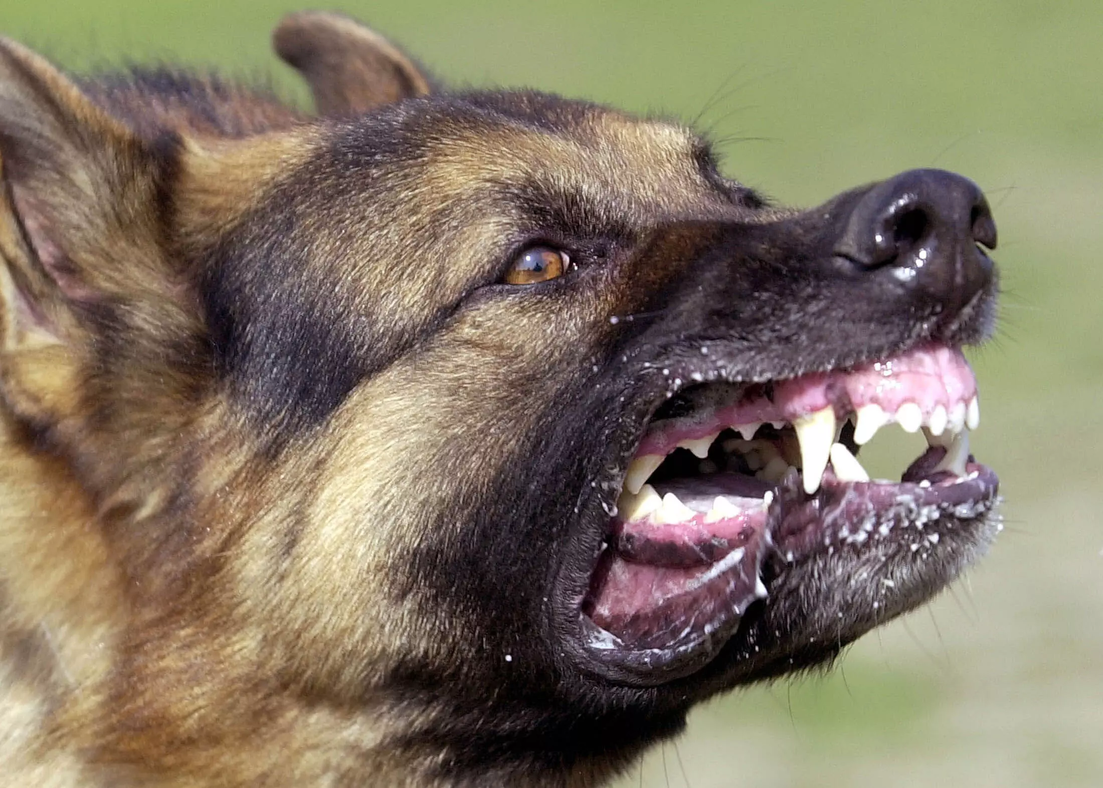 Tamil Nadu में इस साल रेबीज मौतें 2.42 लाख कुत्ते के काटने के मामले