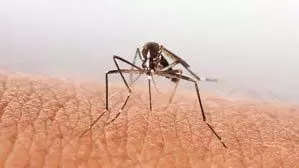 Gurugram में डेंगू के मामले बढ़े