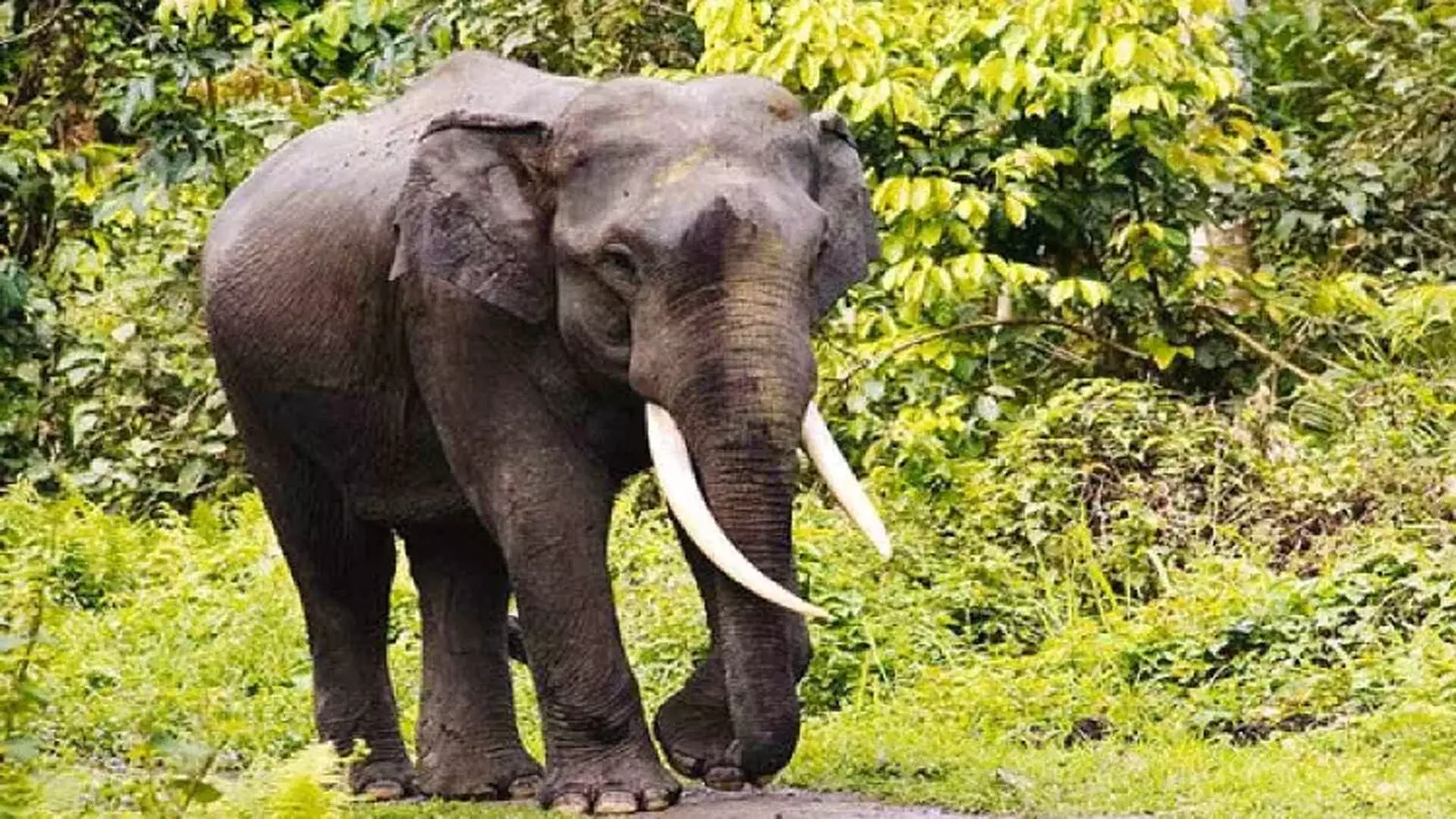 Chennai: आदिवासी स्कूल के बाहर दो जंगली हाथियों को डेरा डालते देखा गया