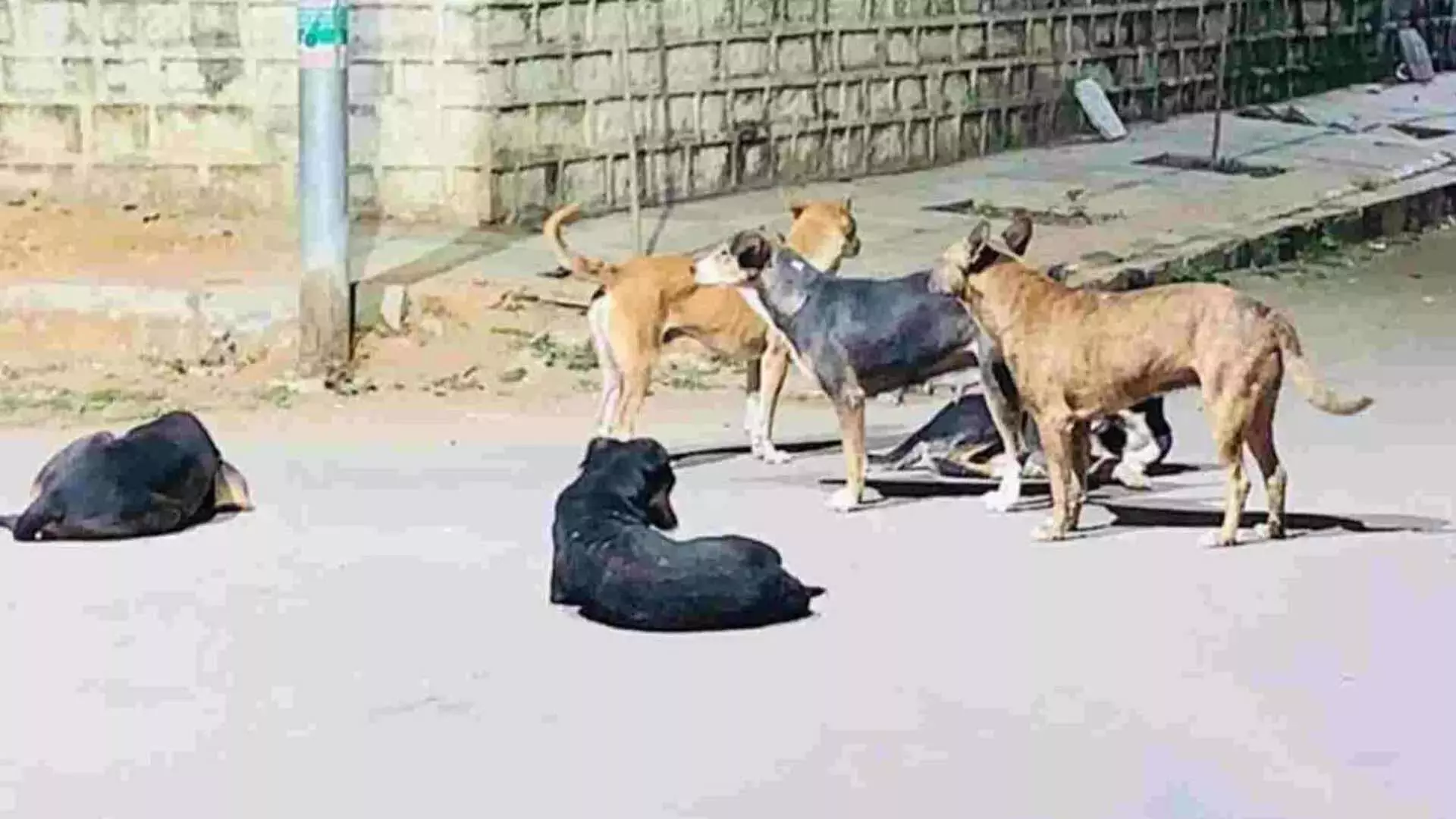 Kerala: आवारा कुत्तों ने 2 दिन में 16 लोगों को काटा