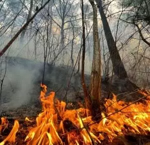 कैलिफोर्निया में भीषण आग, हजारों लोगों को निकाला गया