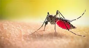 Rewari: जिले में डेंगू पीड़ितों की संख्या आठ हुई