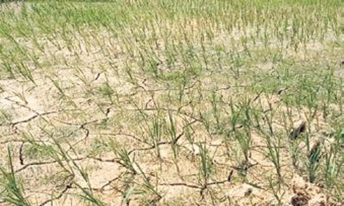 Odisha: कम बारिश से किसानों को कम पैदावार की चिंता