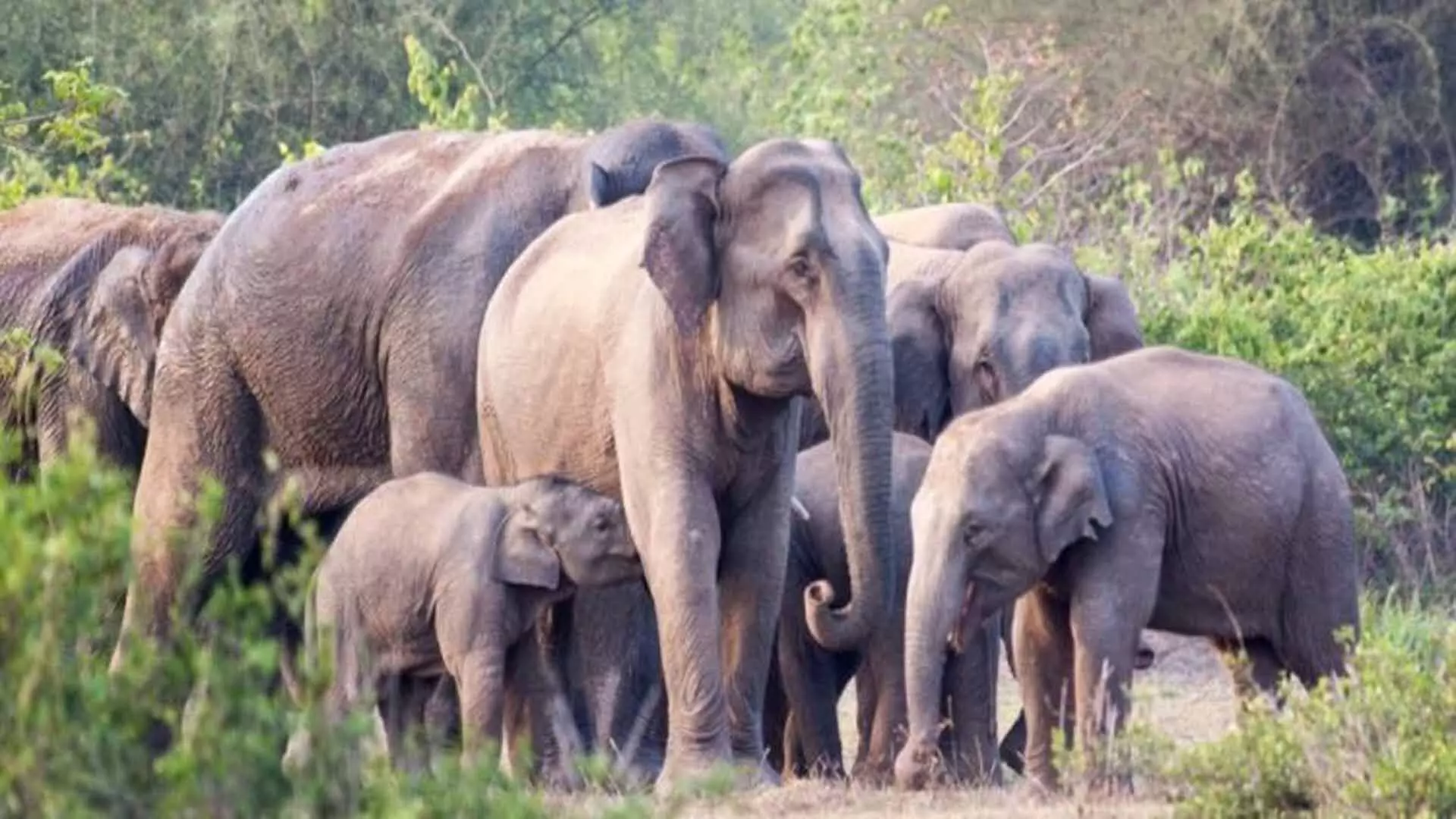 Elephant attacks: मानव हताहतों में ओडिशा शीर्ष पर