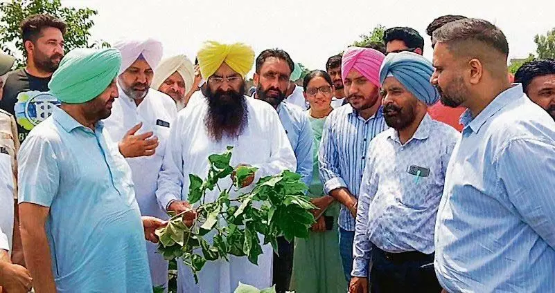 Punjab :  कृषि मंत्री गुरमीत सिंह खुद्डियां ने मुक्तसर के कपास के खेतों का निरीक्षण किया