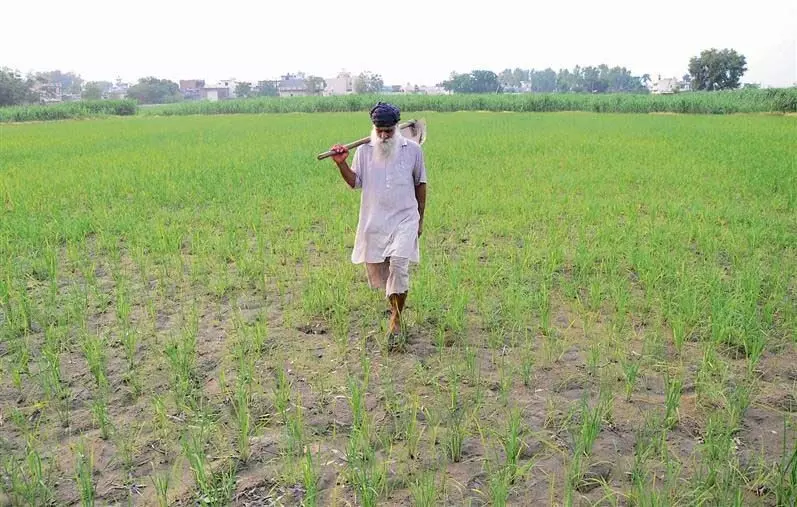 Punjab : जालंधर के किसानों के लिए कम बारिश, तापमान में वृद्धि चिंता का विषय