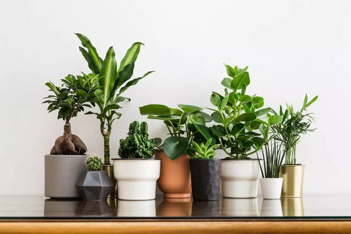 Vastu Tips: घर का माहौल शुद्ध कारण के लिए लगाए ये 5 पौधे