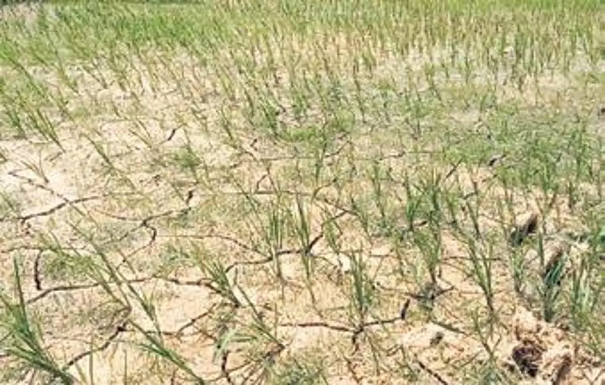 Odisha के देवगढ़ जिले में बारिश कम, किसानों को कम पैदावार की चिंता