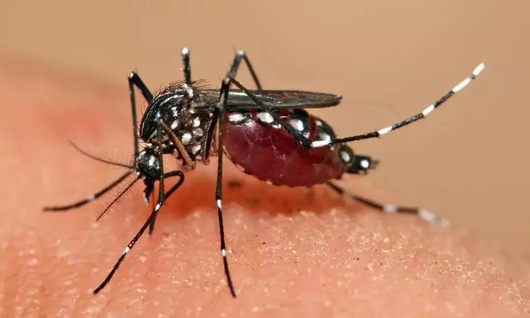 Hyderabad में डेंगू के मामलों में गिरावट