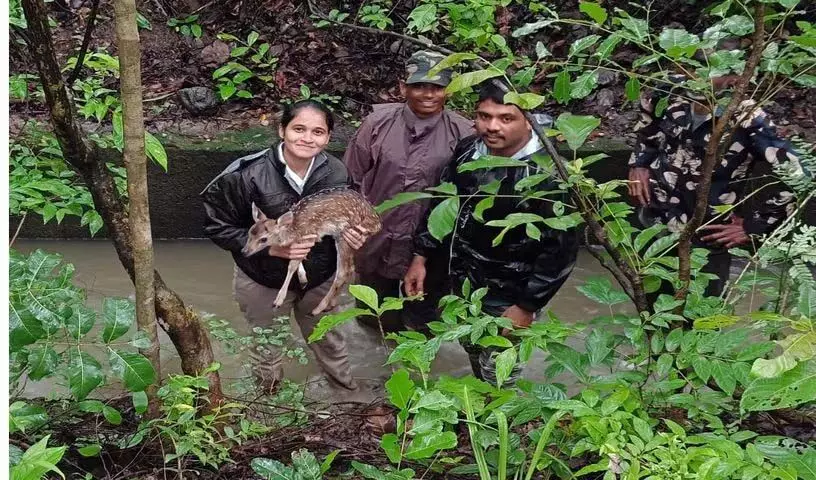 Mancherial में नहर में गिरा हिरण का बच्चा बचाया गया