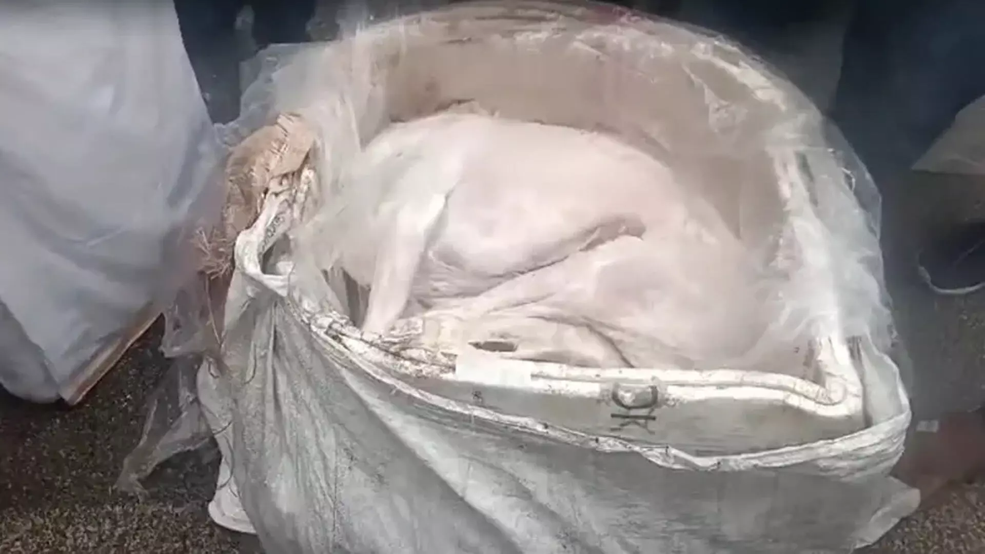 Bengaluru dog meat scandal: खाद्य सुरक्षा विभाग ने कहा, कानूनी कार्रवाई की जाएगी