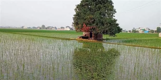 Kurukshetra में कम बारिश से धान की फसल प्रभावित