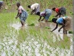 Chakradharpur : दो दिन की बारिश के बाद खेती के कामों में जुटे किसान