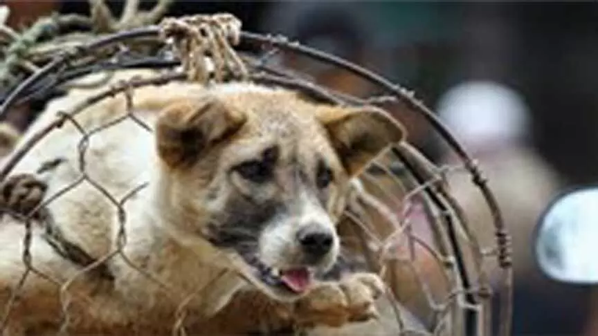 Restaurants के लिए कुत्ते के मांस पर कर्नाटक में विवाद