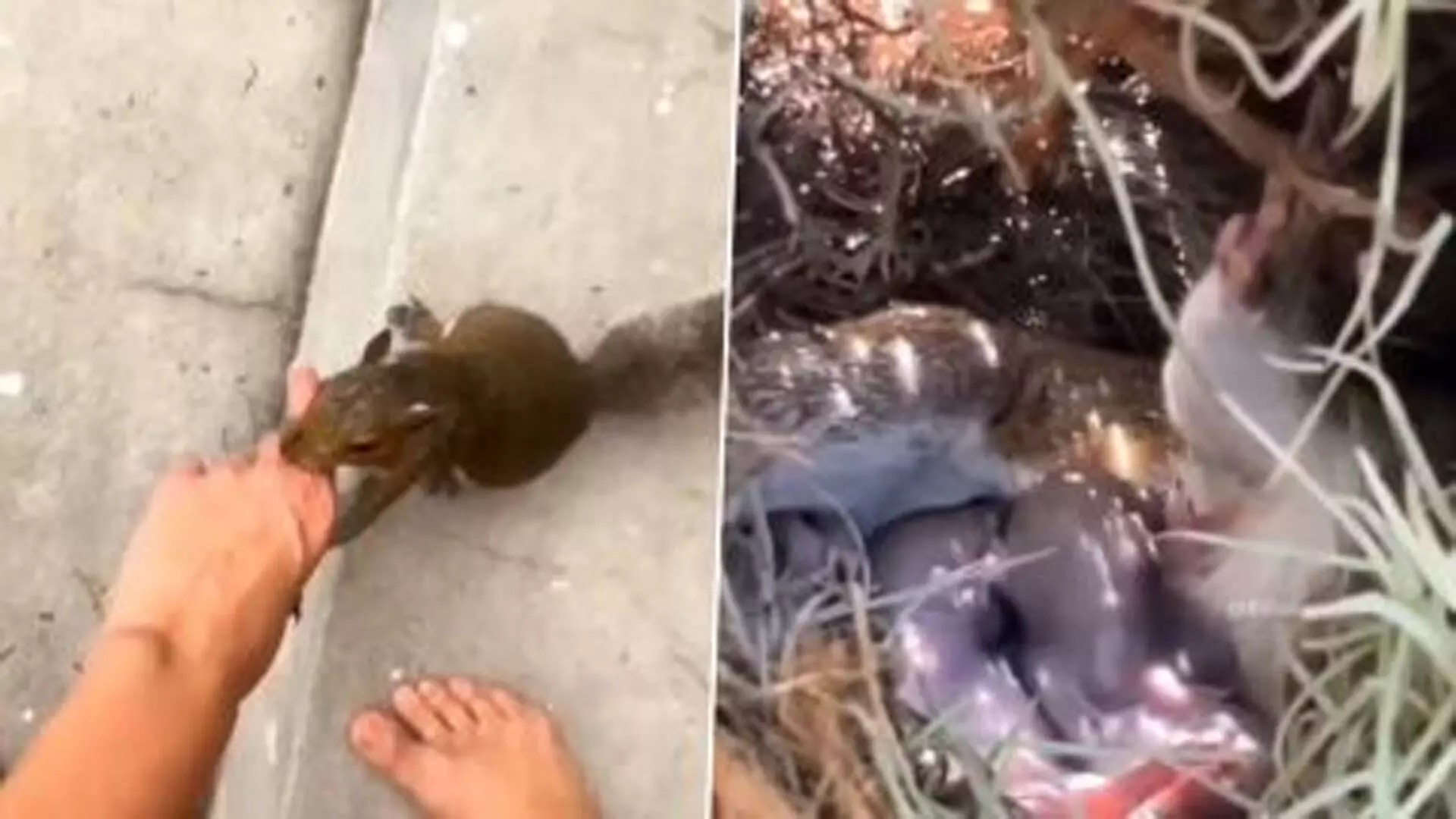 Viral Video: शख्स की उंगली पकड़कर उसे अपने बच्चों के पास ले गई गिलहरी, फिर जो हुआ...