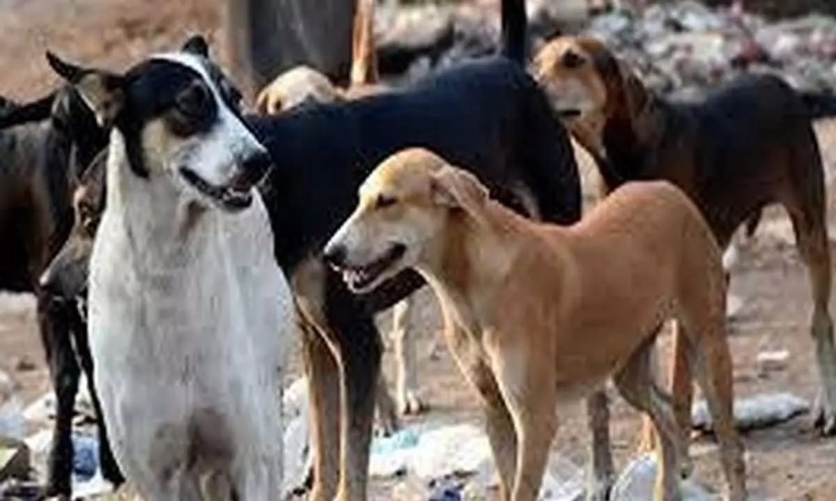 आवारा कुत्तों के खतरे को रोकने के लिए गुंटूर नगर निगम की विशेष कार्य योजना