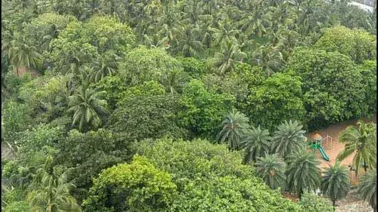 Mumbai: रोड के खुले स्थान पर जंगल बनाने की योजना बनाई
