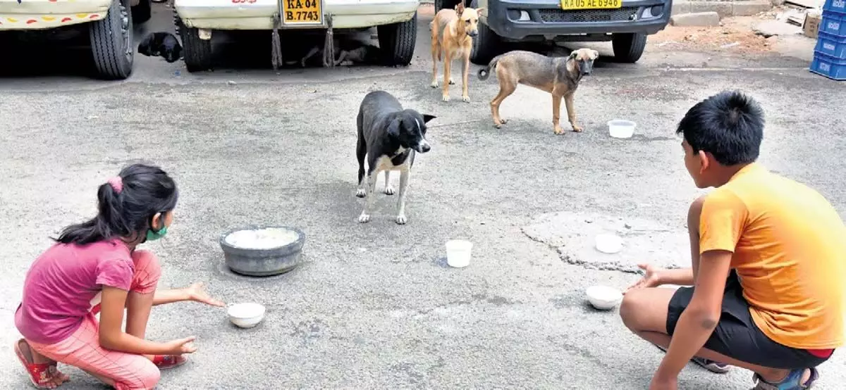 Karnataka : बीबीएमपी ने आवारा कुत्तों के लिए भोजन संबंधी दिशा-निर्देश जारी किए, मिली-जुली प्रतिक्रियाएं