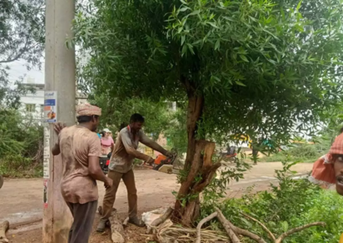 Andhra : काकीनाडा नगर निगम ने पर्यावरण को होने वाले नुकसान से बचाने के लिए कोनोकार्पस पेड़ों को काटने का काम शुरू किया