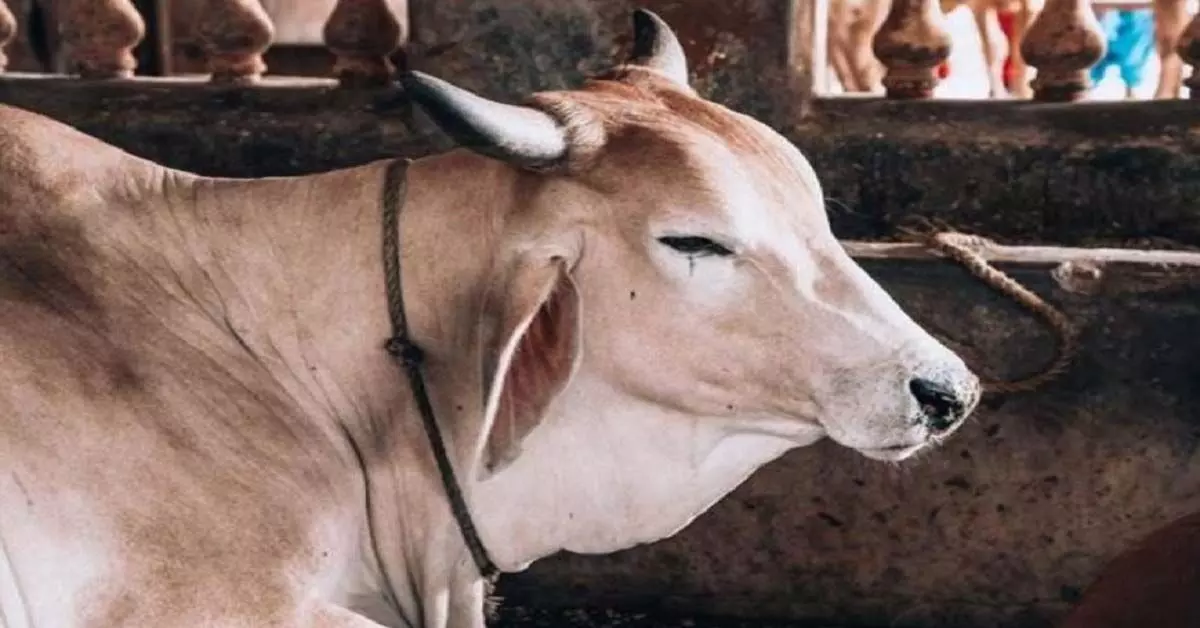 Kuchinda : एक व्यक्ति द्वारा गायों के साथ यौन उत्पीड़न किए जाने की घिनौनी घटना सामने आई, हिंदू संगठनों ने की सख्त कार्रवाई की मांग
