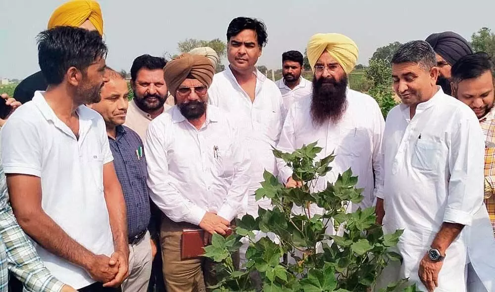 Punjab : कृषि मंत्री ने नरमा कपास पट्टी का दौरा जारी रखा