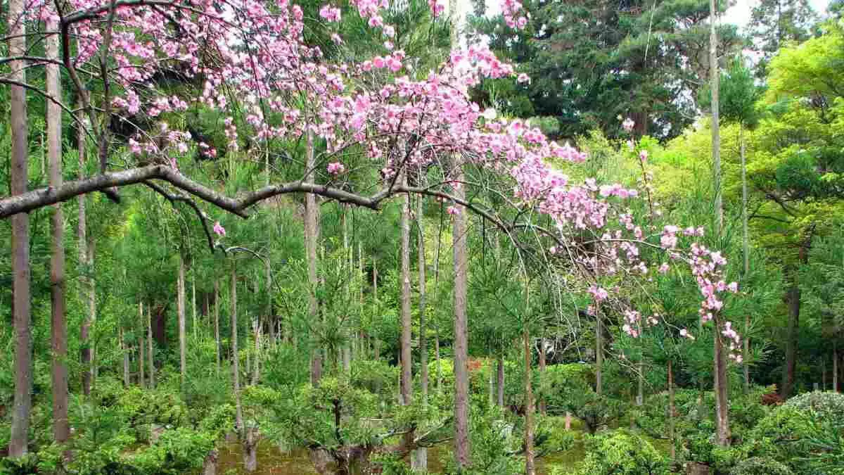 Japans जापानी दाईसुगी तकनीक अद्भुत पेड़ को काटे बिना लकड़ी प्राप्त