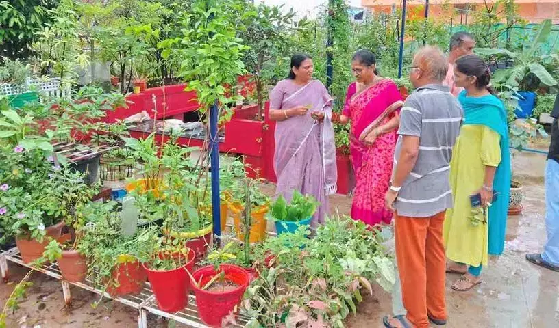 Farm on terrace: सिद्दीपेट में डॉक्टर दंपति घर पर उगा रहे हैं 800 पौधे