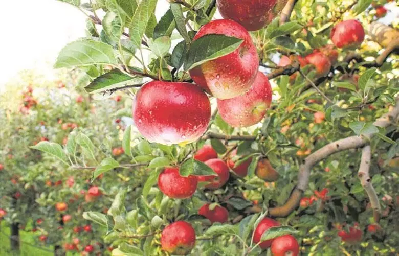 Himachal : डीसी ने सेब सीजन से पहले सड़कों का निरीक्षण किया