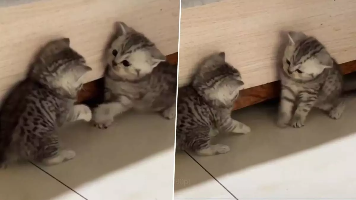दो नन्ही बिल्लियों के बीच हुई लड़ाई, तेजी से वायरल हो रहा Video