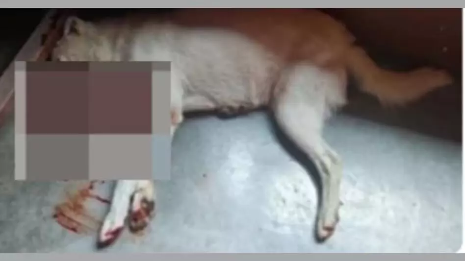 Sikkim के कार्यकर्ताओं ने कुत्तों पर गोली चलाए