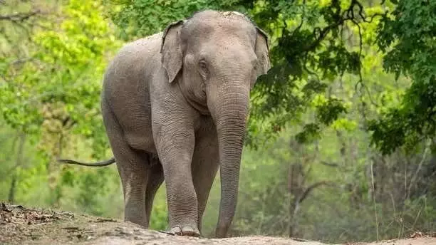 Jharkhand के पूर्वी सिंहभूम में हाथी के हमले में दो लोगों की मौत