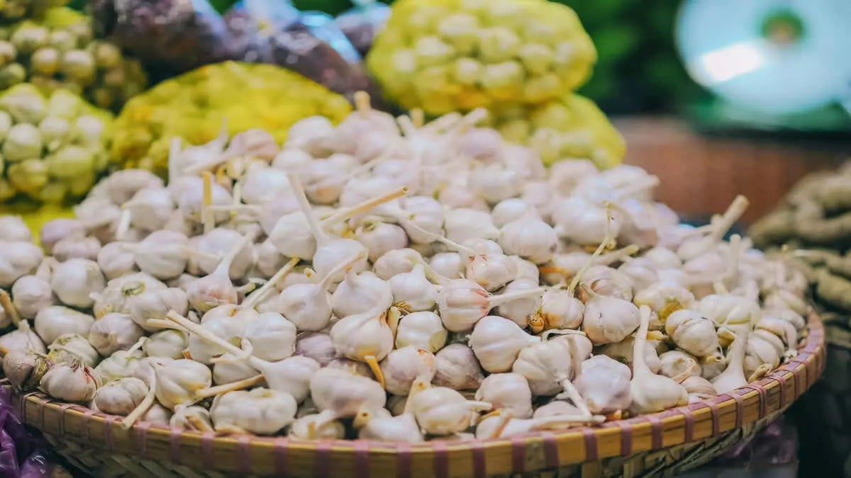 Garlic उत्पादक किसानों को 2023 की तुलना में 2024 में 500 करोड़ रुपये से अधिक का लाभ होगा