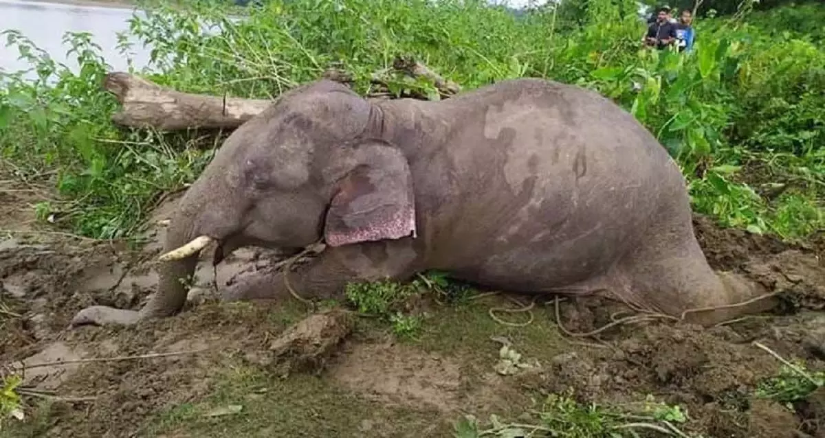 Assam: डिगबोई के भीम पाथर इलाके में जंगली हाथी मृत पाया गया