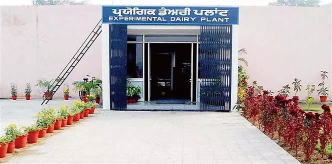 Ludhiana: पशु चिकित्सालय का प्रायोगिक डेयरी बैंक बड़ा