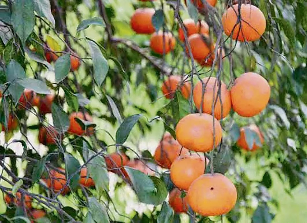 Ludhiana: मानसून में फलों के प्रबंधन पर सुझाव दिए